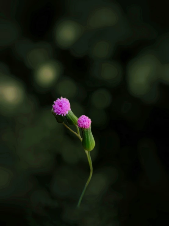 a very small single pink flower sitting next to green leaves