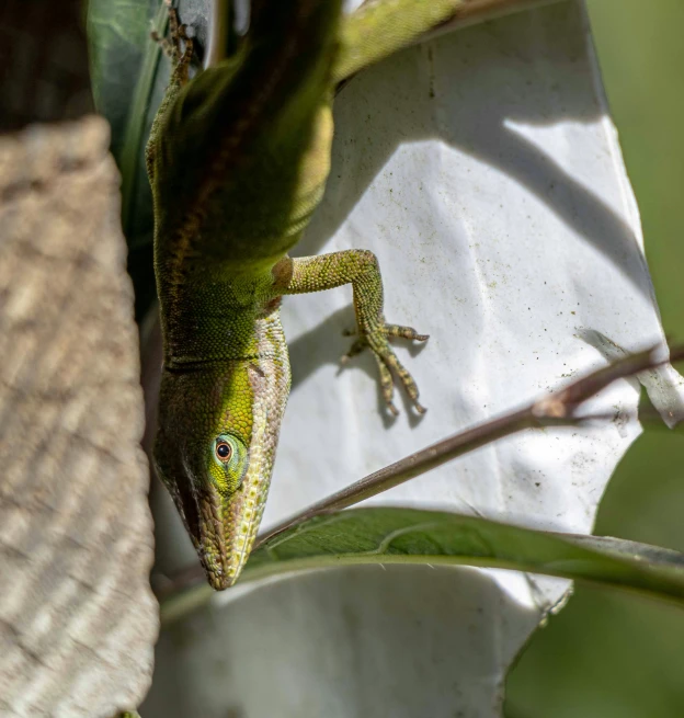 an iguana sitting on a piece of white paper