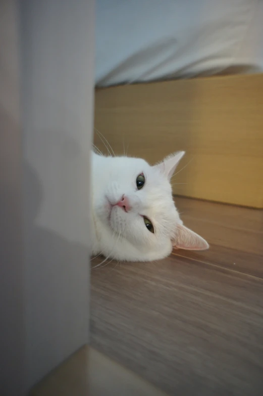 a white cat peeking out from under a bed