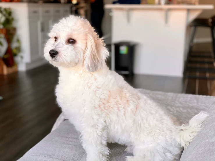 there is a white dog sitting on the couch