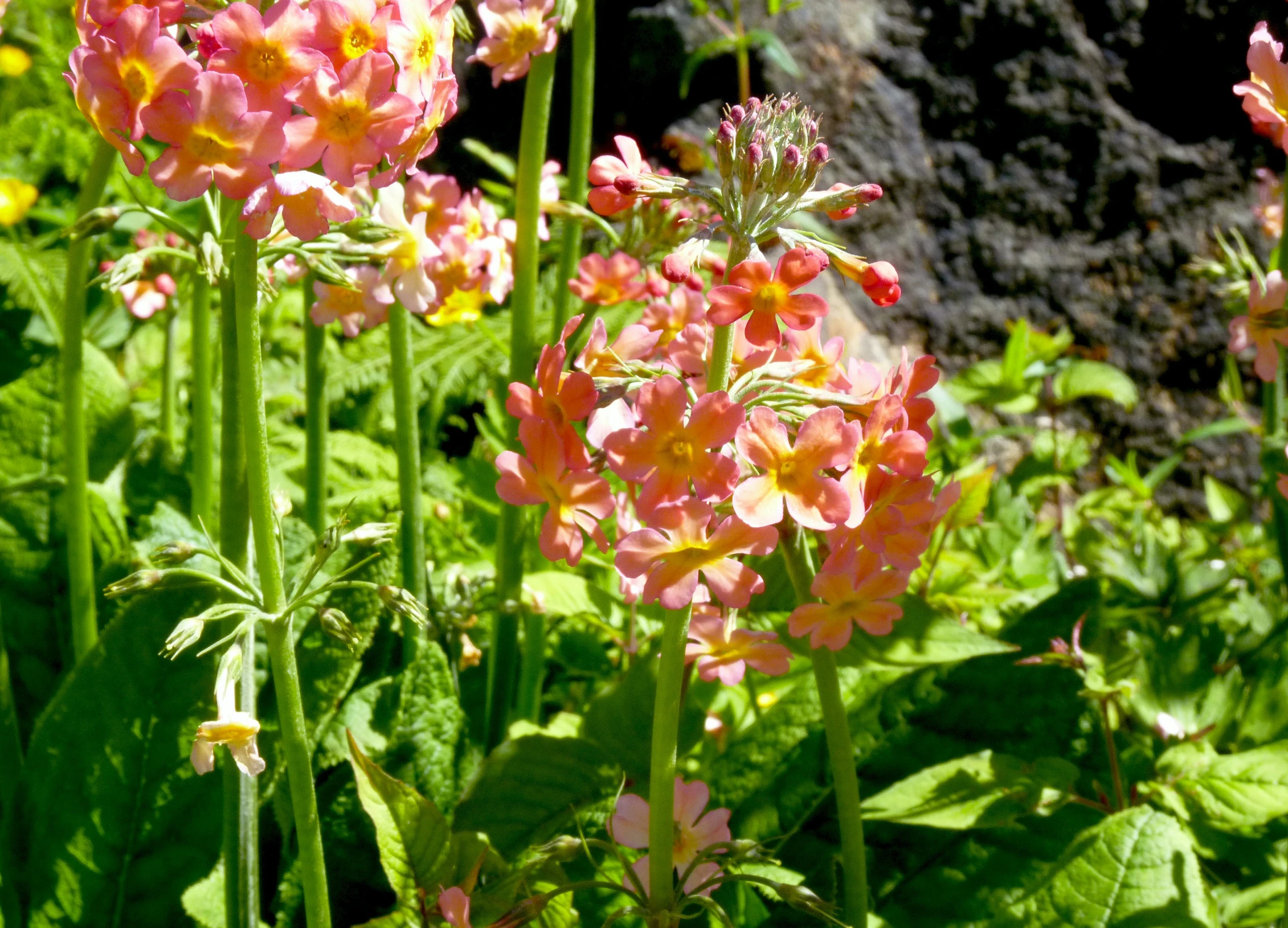 the many pink flowers are in the tall grass