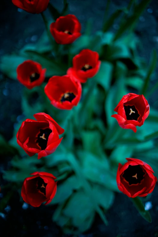 red flowers blooming near green stalks in the garden