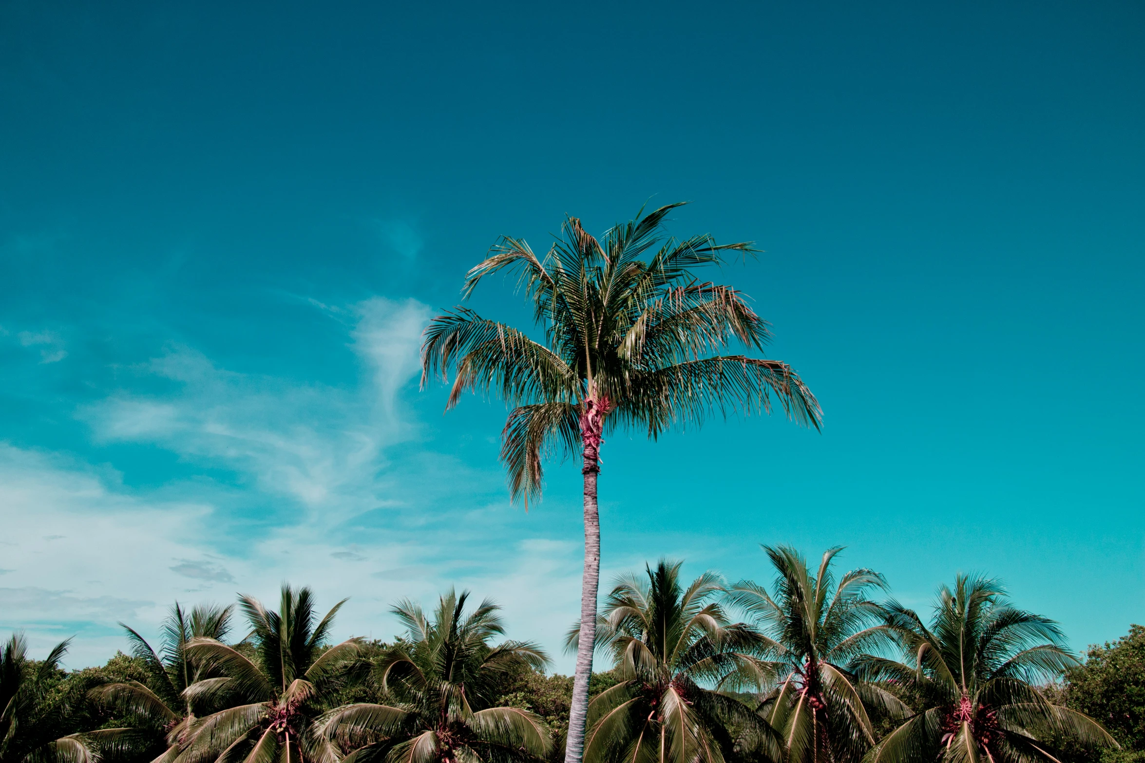 a palm tree standing near some water and lots of trees