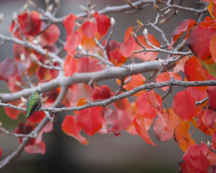 the nch is covered in red leaves and a green bird is perched on it