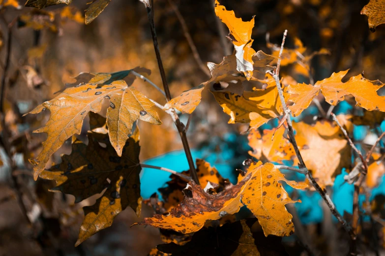 yellow leaf that is still on the tree