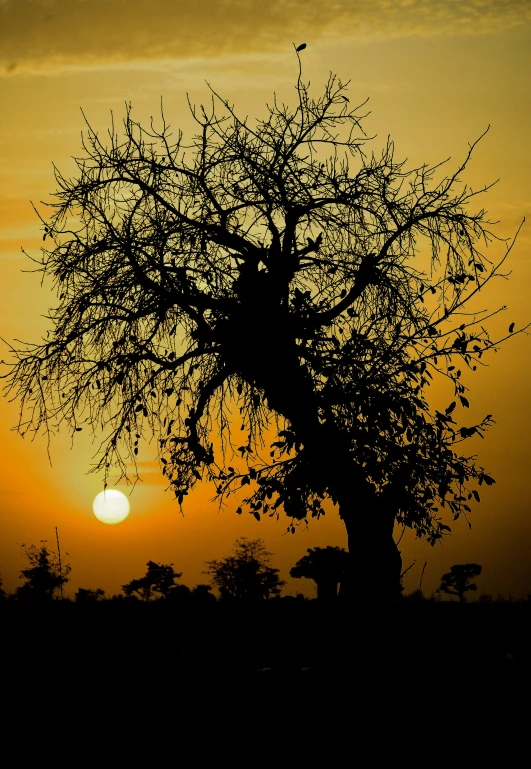 a bird standing under a large tree as the sun sets