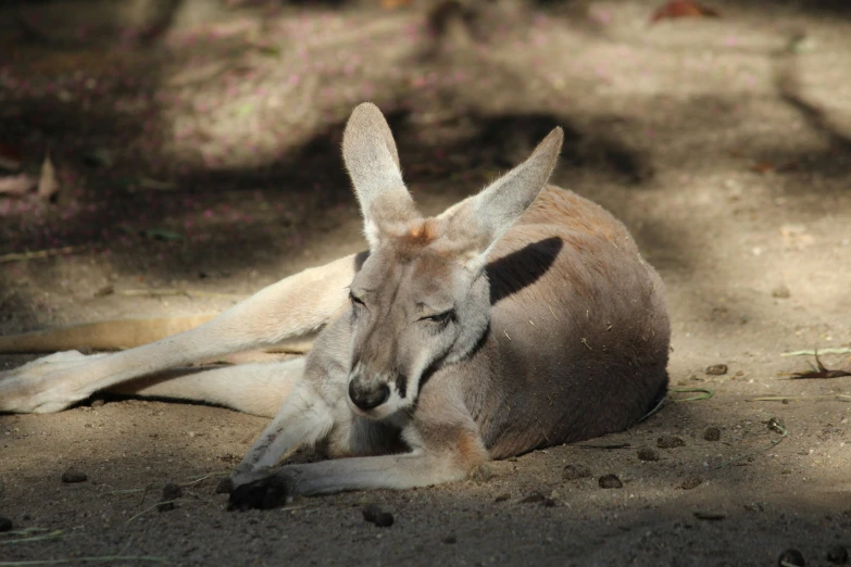 a kangaroo is laying down in the dirt