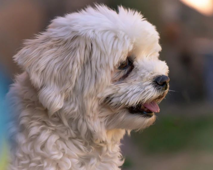 a little white dog looks to be happy