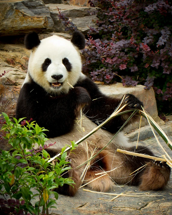 a panda bear sits and eats bamboo next to a rock