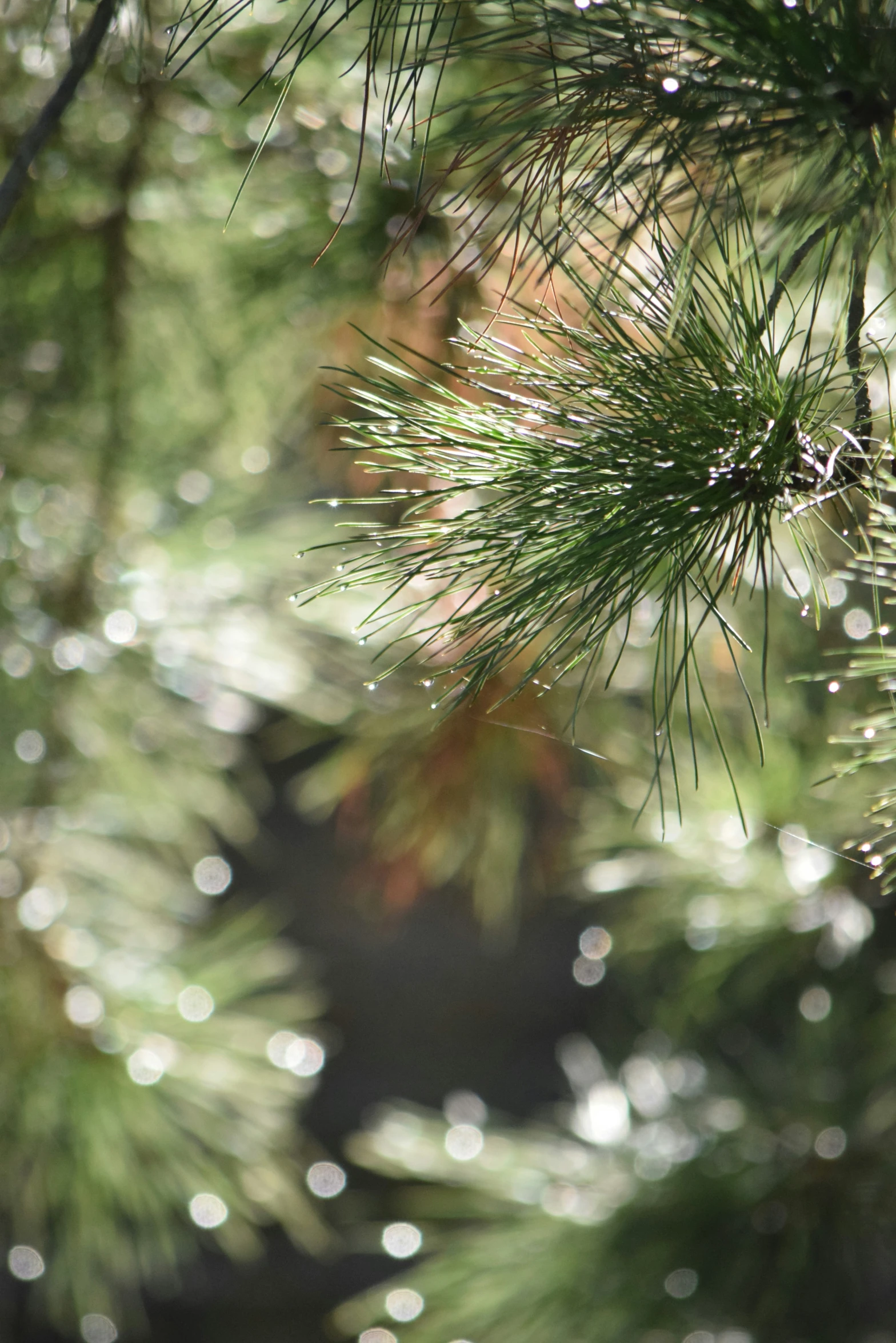 the pine tree's needles are almost covered in dew