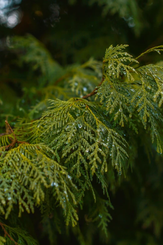 water drops on leaves that have been freckled