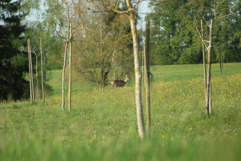 the deer is grazing in the grass by the trees