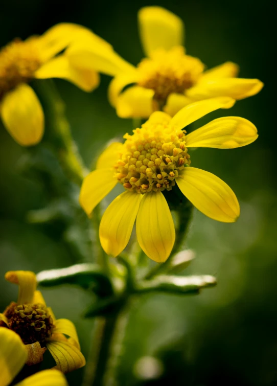 the flower is in bloom outside in the wild