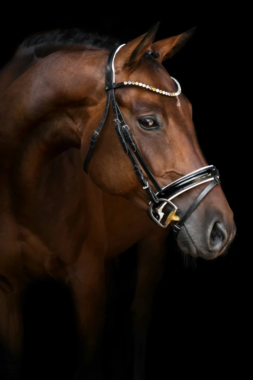 a horse wearing soing silver around its head