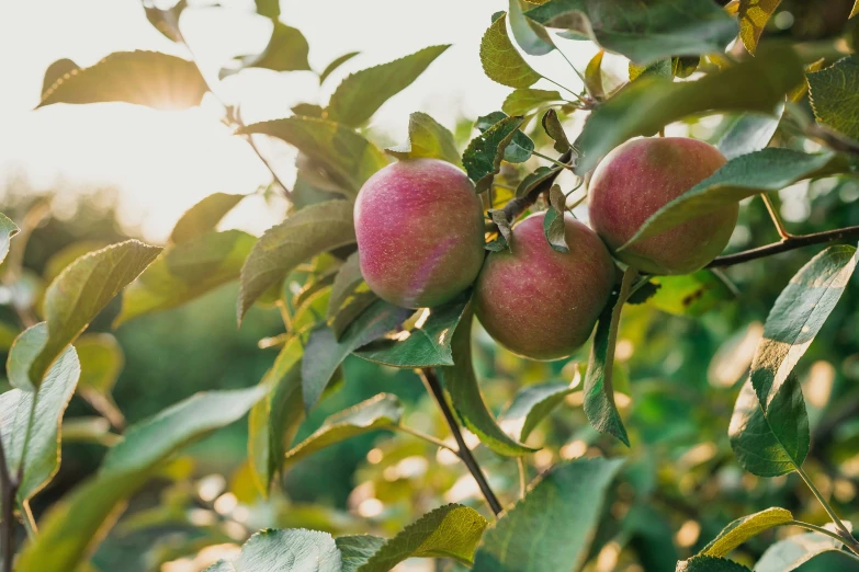 apples are hanging on the tree in a field