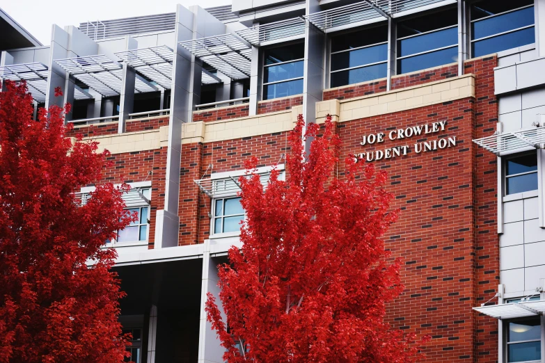 a tall brick building with a tall red tree in front