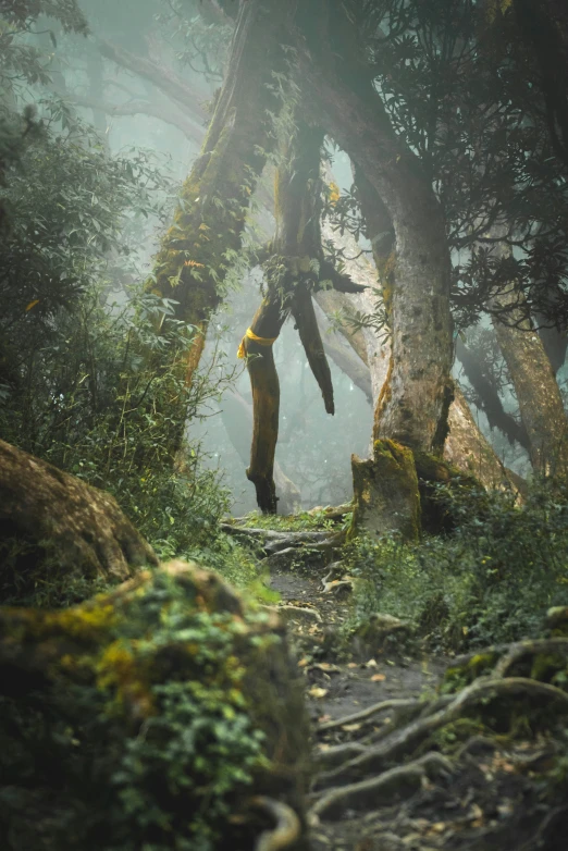 there is a man standing on a trail surrounded by trees