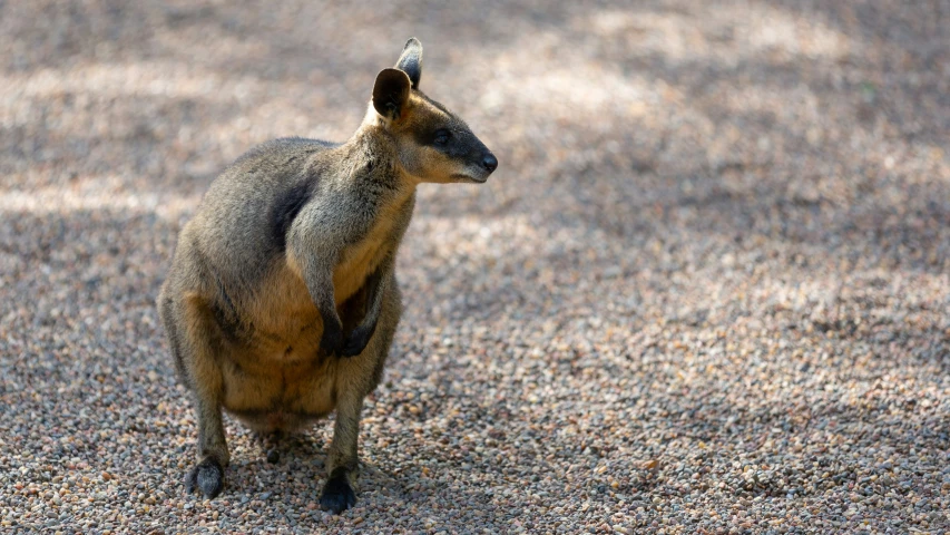 the small, grey kangaroo stands on its hind legs