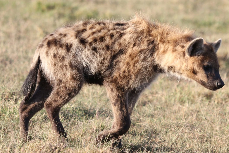 a hyena walking across an open field