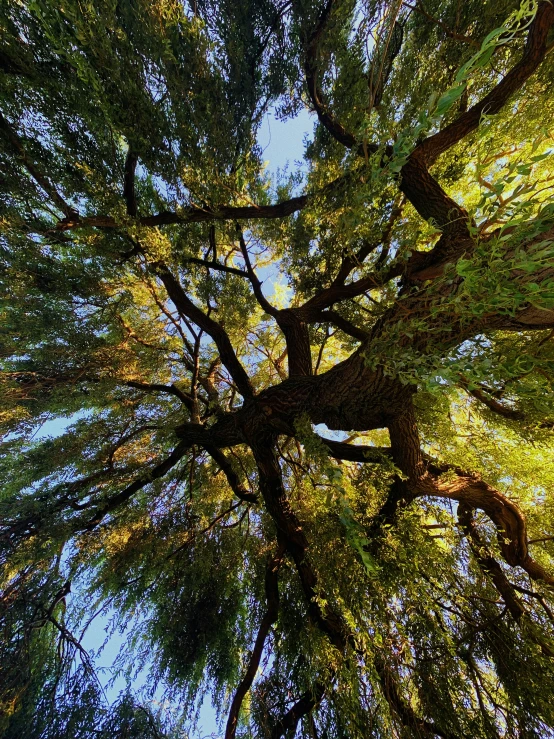 the canopy of an evergreen tree is seen from the ground