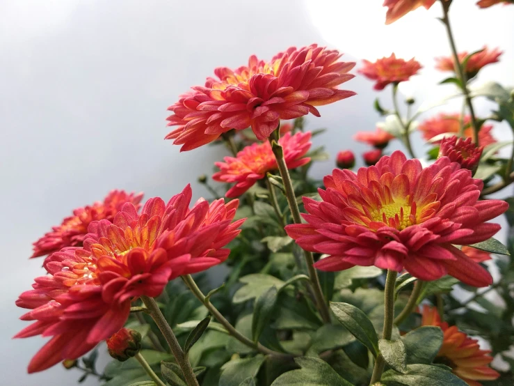 closeup of red flowers with yellow tips and green leaves