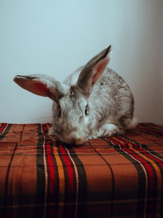 a gray rabbit lying on top of a bed