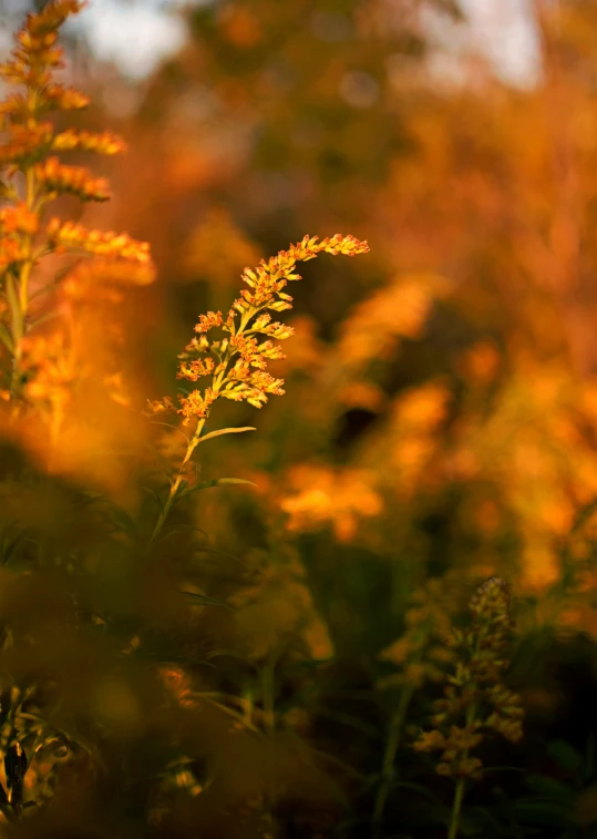 some yellow plants and green grass in a field