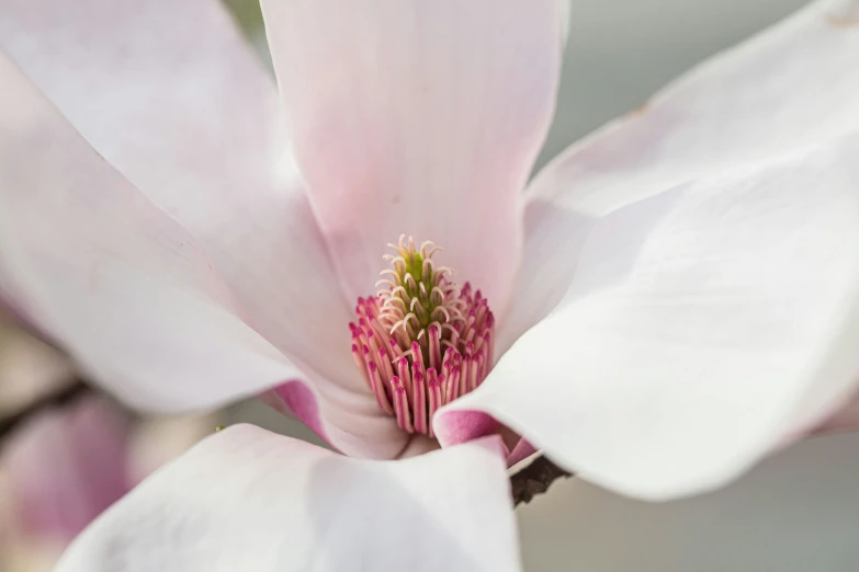 a close up image of a white flower