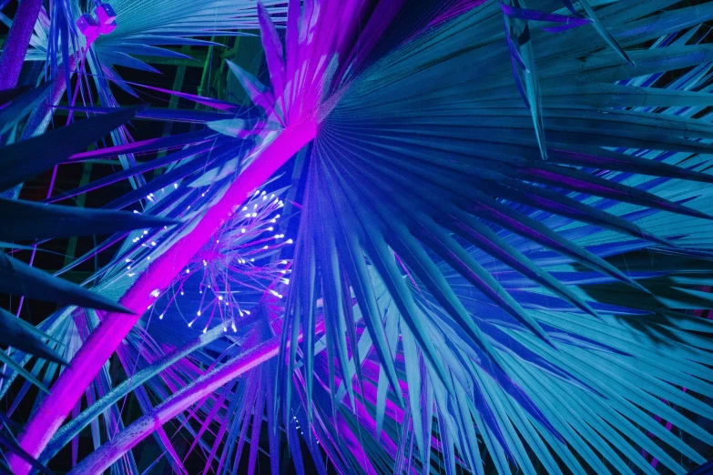 a closeup s of a purple and blue palm leaf