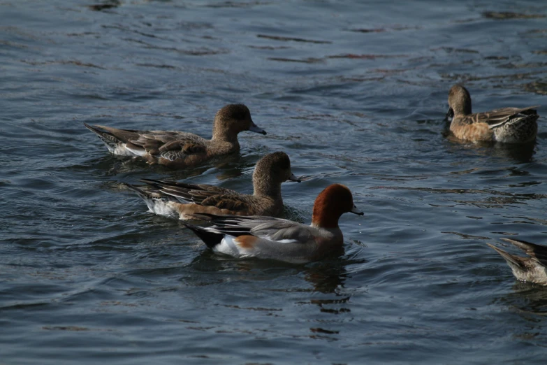 several ducks floating on the water in a line