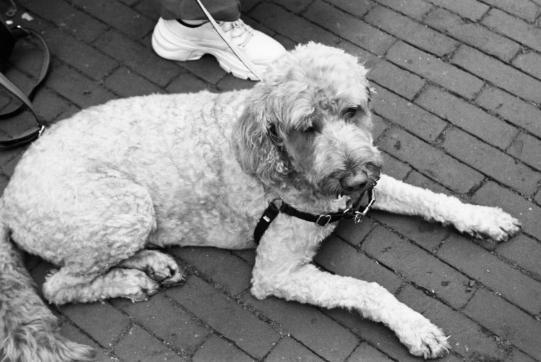 the dog is laying on the ground with its leash tied to its collar