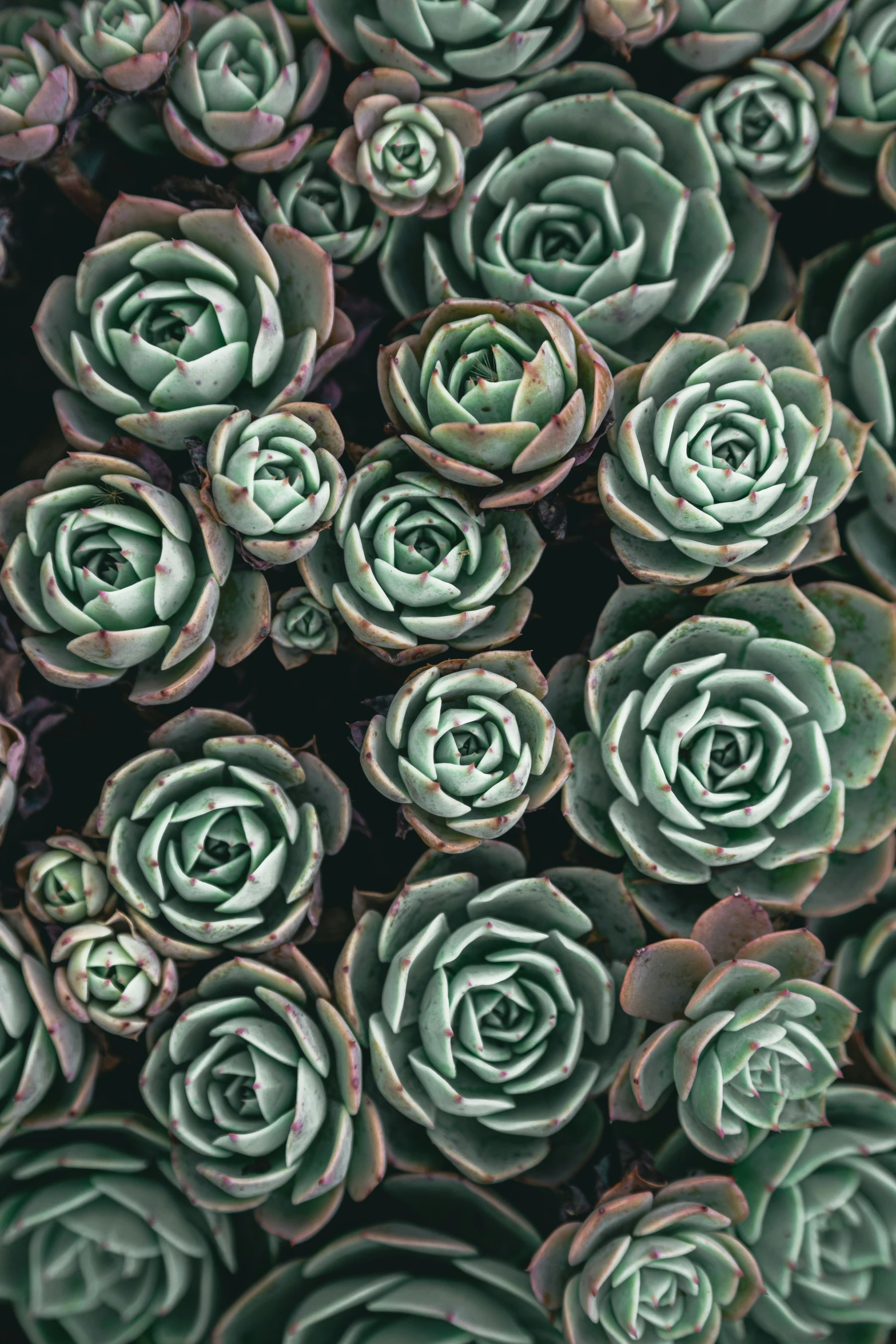 green plant in bloom with many smaller flowers