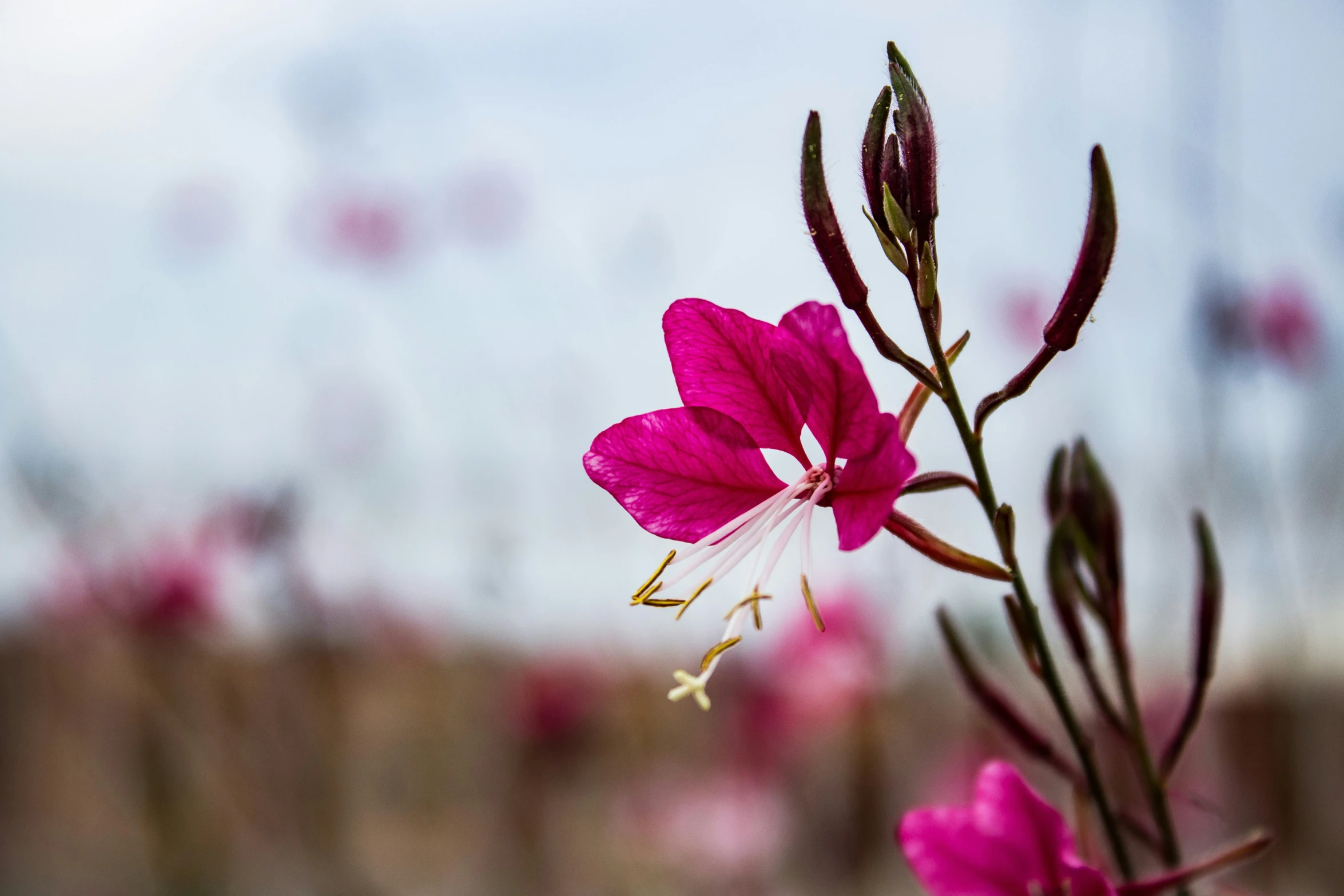 closeup of some pink flowers in a field