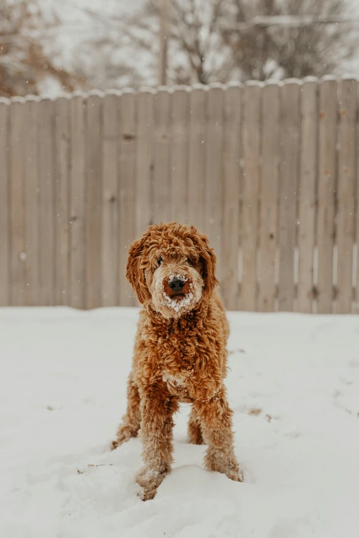 an orange dog standing in the snow by a wooden fence