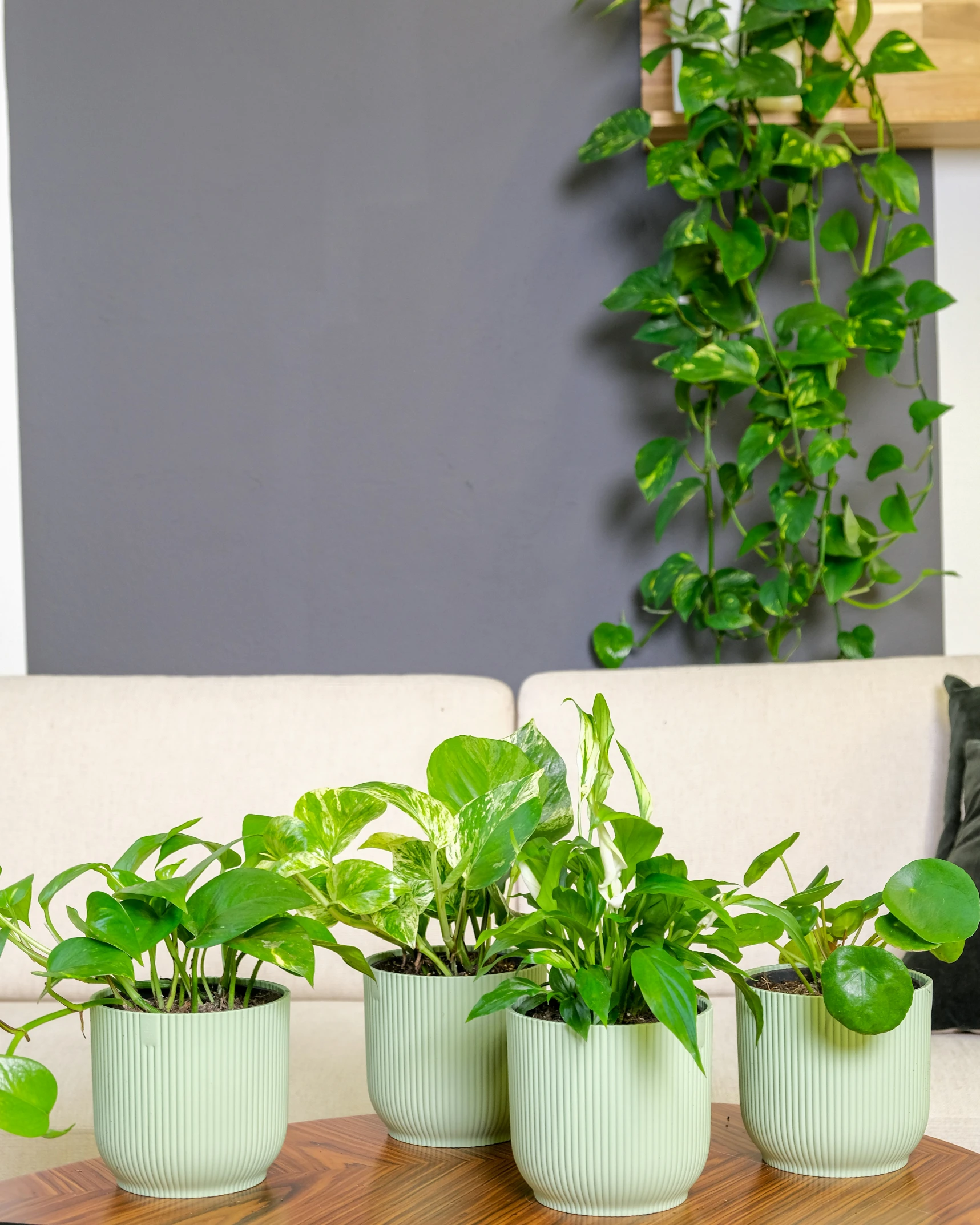 four green plants are sitting on a wood table