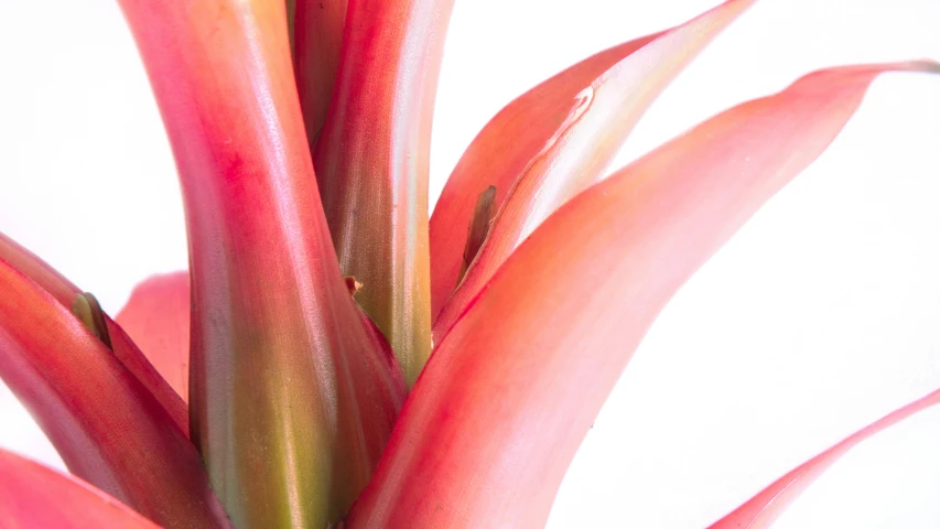 a closeup of a flower that has a pink stem