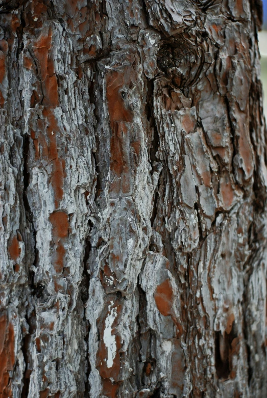 a tree with white and brown bark covered in lichen