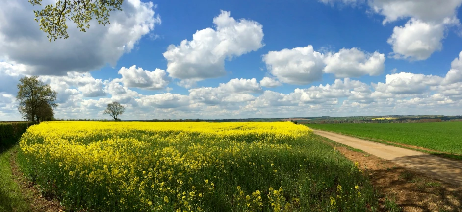 a lush green field with a dirt road leading into the distance