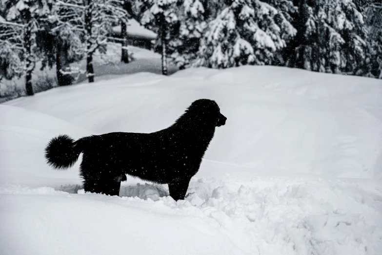 there is a black dog standing in the snow