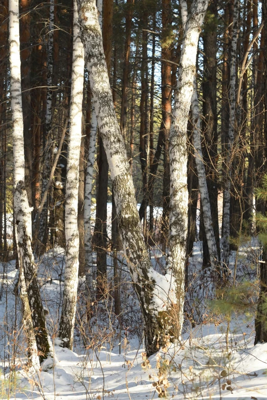 a person in a black jacket skis through the snow