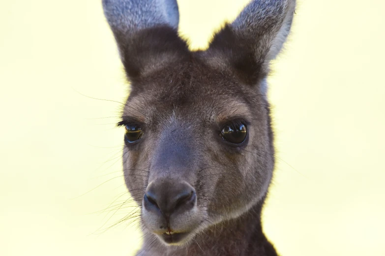 closeup of face and head of grey kangaroo