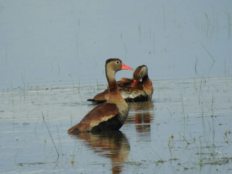 two large ducks swim in the lake
