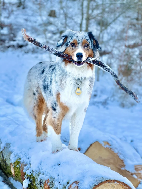 a dog with a stick in its mouth on snow covered ground