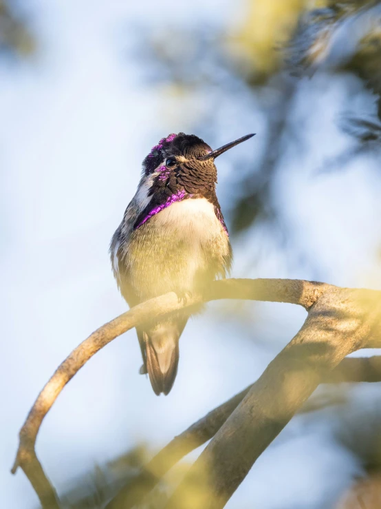 a bird is perched on a nch while looking straight ahead