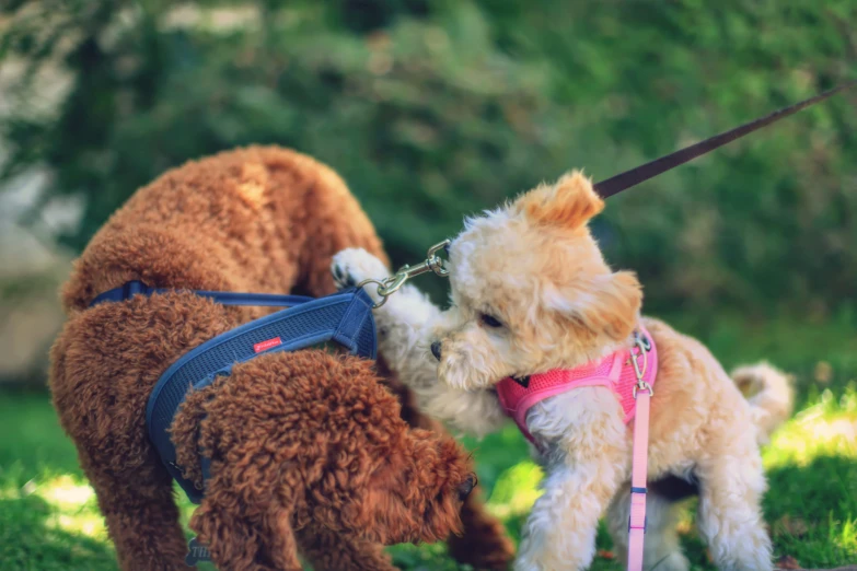 a dog biting another dogs back while on leashes