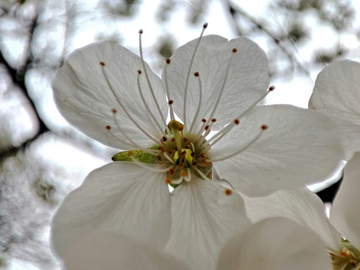 a close up of white flowers with green tips