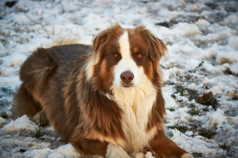 a close up of a dog sitting on a snowy surface