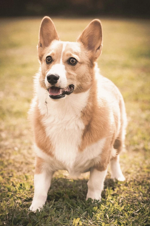 a small brown and white dog sitting in the grass