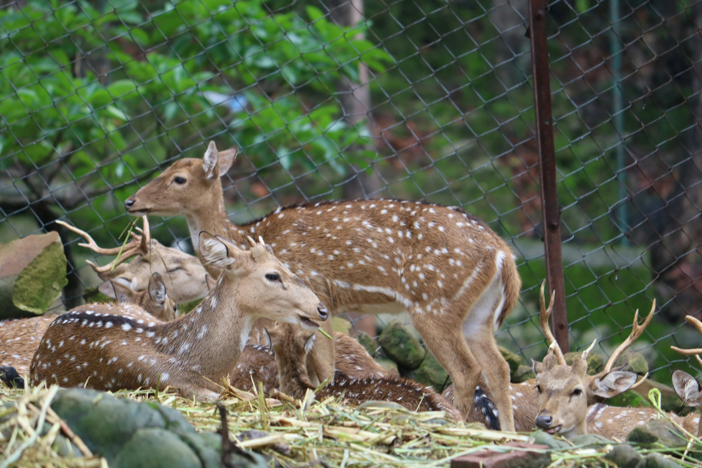 baby deer standing next to each other by a chain link fence