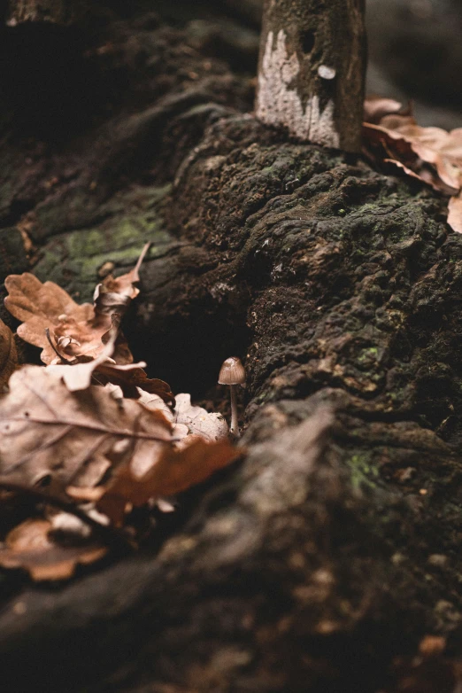 a bear that is looking down into the ground